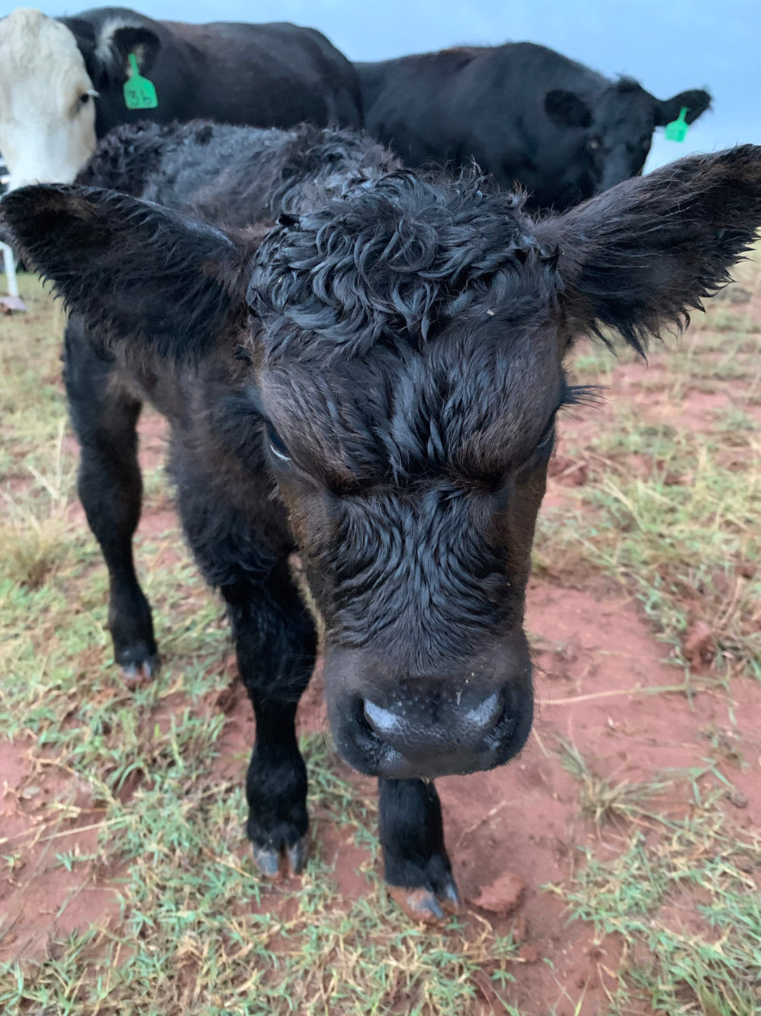 What do we do if we have a sick calf?