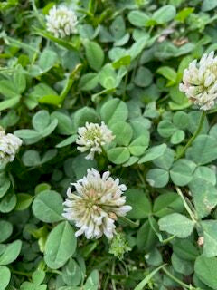 Clover & Dandelions