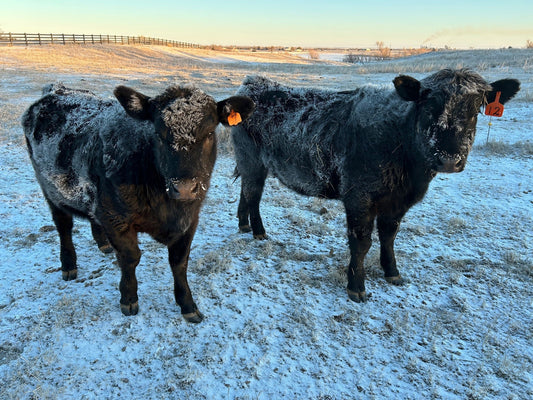 Are Cattle Cold?